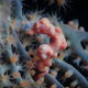 Pink pigmy seahorse - PhotoDune Item for Sale