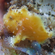 Yellow painted frogfish - PhotoDune Item for Sale