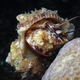 Marine snail from Bali - PhotoDune Item for Sale