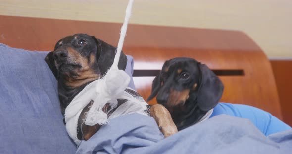 Poor Dachshund Dog is Lying in Hospital Ward After Accident Broken Paw with Plaster is Fixed By alt