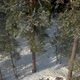People Walking In Forest Between Trees - VideoHive Item for Sale