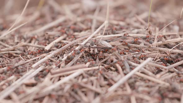 Ants on the Ant Hill in the Woods Closeup, Macro alt