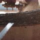 Closeup of cut pine tree log on sawing machine at wood production factory. - VideoHive Item for Sale