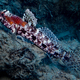 Parasites on a goby fish - PhotoDune Item for Sale