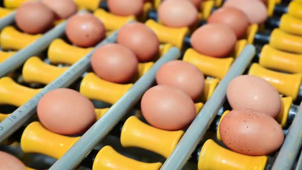 Production Poultry Farm alt