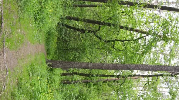Vertical Video of a Forest with Pine Trees alt