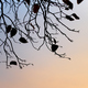 Branch and leaves with sky in dusk - PhotoDune Item for Sale