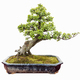 elm bonsai isolated - PhotoDune Item for Sale