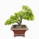 elm bonsai tree isolated - PhotoDune Item for Sale