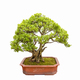 boxwood tree bonsai - PhotoDune Item for Sale