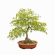feathered maple tree bonsai - PhotoDune Item for Sale