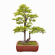 bonsai tree of elm - PhotoDune Item for Sale