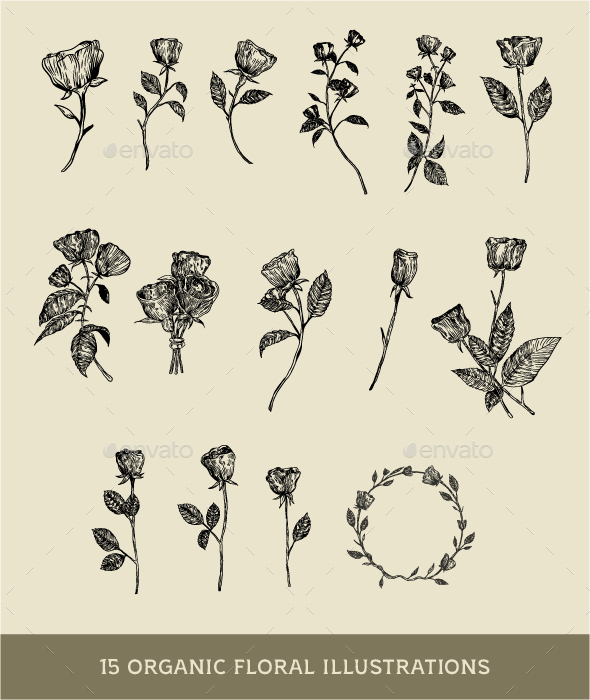 Organic Floral Illustrations Set