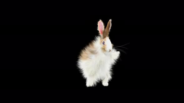 Rabbit Dancing 4K alt