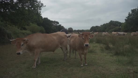 Limousin Cows in Bretagne France alt