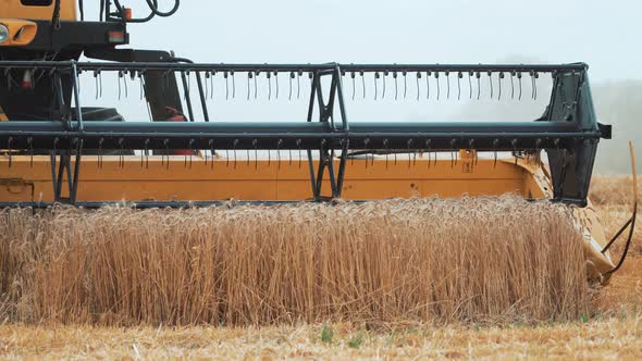 Large modern combine in the field mows spikelets of wheat. alt