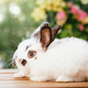 cute animal pet rabbit or bunny white or brown color smiling and laughing for easter in natural - PhotoDune Item for Sale