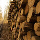 deforestation, cut down trees lie in a stack in the forest, collecting firewood - PhotoDune Item for Sale