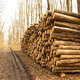 felled trees lie in a stack in the forest, deforestation, collecting firewood - PhotoDune Item for Sale