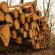 deforestation, cut down trees lie in a stack in the forest, collecting firewood - PhotoDune Item for Sale