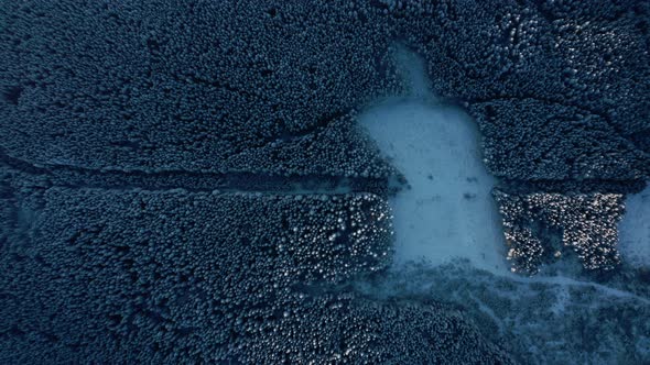 Top view of Winter forest. Snow covered Spruce and Pine forest in the Mountains.  alt