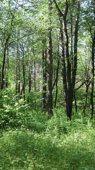 Vertical Video of a Forest with Trees alt