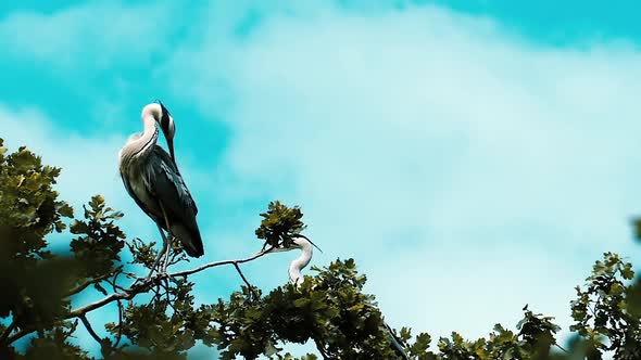 Heron cleans feathers in slow motion. National reserve background.