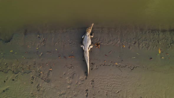 The alligator rests on the muddy bank of turbid water. Approaching drone view alt