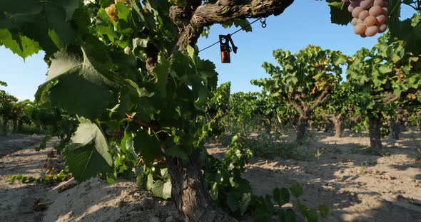 Vineyards growing in sand. Aigues Mortes, Gard department,The Occitan, France alt