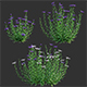 Centaurea – Cornflower – Bachelor button 01