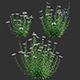 Centaurea – Cornflower – Bachelor button 02
