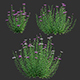 Centaurea – Cornflower – Bachelor button 03