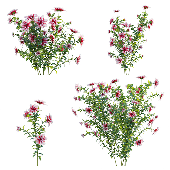 [DOWNLOAD]Dahlia flowers 01