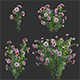 Dahlia flowers 02
