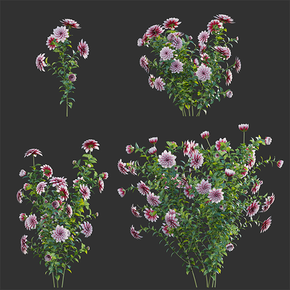 [DOWNLOAD]Dahlia flowers 02