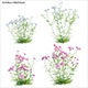 Achillea millefolium – Yarrow 01
