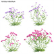 Achillea millefolium – Yarrow 02