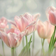 Blushing pink tulips basking in a soft, dreamy glow - PhotoDune Item for Sale