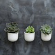 Variety of succulents displayed against a textured grey backdrop - PhotoDune Item for Sale