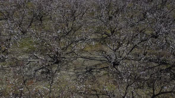 Aerial Drone Over Blooming Trees alt