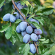 Ripe plums on the tree - PhotoDune Item for Sale
