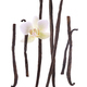 Vanilla flower pod isolated on white background - PhotoDune Item for Sale