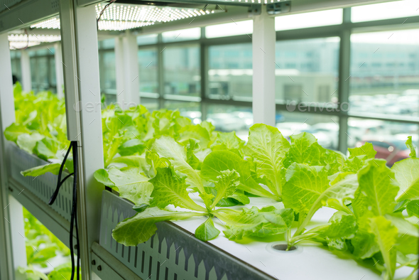 Hydroponics vegetable growing in the nursery Stock Photo by leungchopan