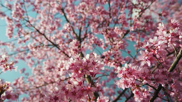 Blooming cherry sakura tree