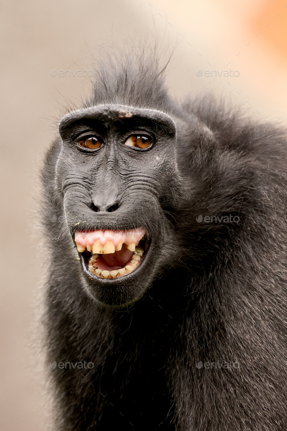 Crested Macaque (Macaca Nigra) in natural habitat - Stock Photo - Images