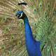 Beautiful Peacock close-up portrait - PhotoDune Item for Sale