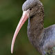 The Puna ibis (Plegadis ridgwayi) bird - PhotoDune Item for Sale