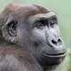 Western Lowland Gorilla portrait in nature view - PhotoDune Item for Sale