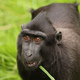 Crested Macaque (Macaca Nigra) in natural habitat - PhotoDune Item for Sale