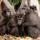 Crested Macaque (Macaca Nigra) in natural habitat - PhotoDune Item for Sale